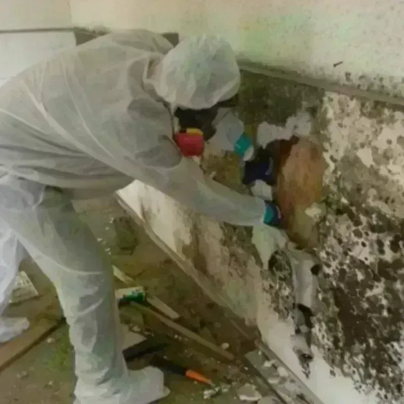 Mold Remediation and Removal in Kalamazoo, MI